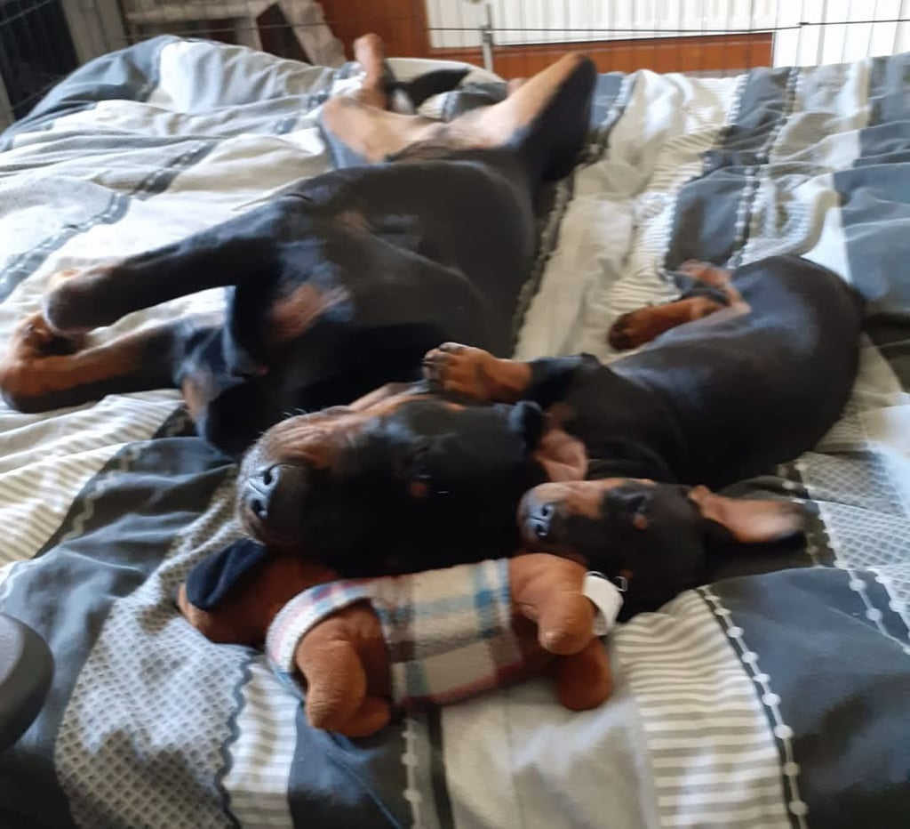 Daisy the Dachshund and Rosie the Rottweiler asleep together